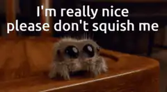 Cute spider please don't squish me
