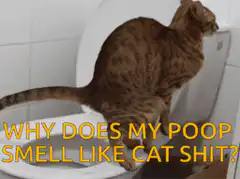 Cat on toilet with poop text