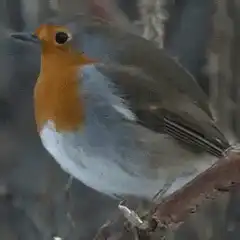 European robin on branch