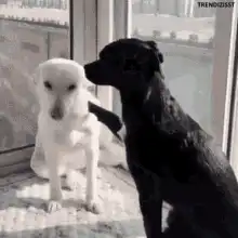 black dog hugs white dog