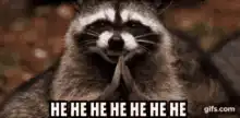 Raccoon laughing hehehe