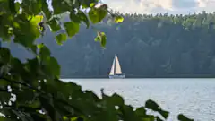 sailboat on lake through leaves