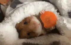 hamster eating carrot in blanket
