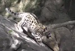 Snow Leopard walking on rocks