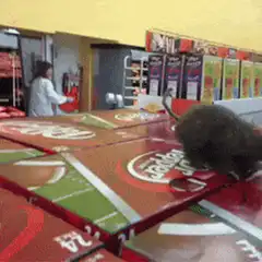 Rat runs across Jaffa Cakes display in supermarket