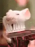 Rat brushing teeth with toothbrush