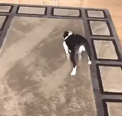 Boston Terrier sliding on rug