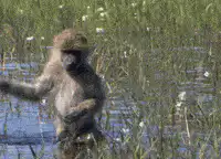 baboon dancing in water