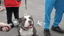 dog barking at microphone