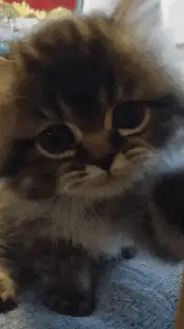 fluffy kitten paw wave