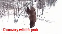 Bear hanging from branch in snow