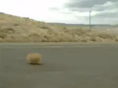 tumbleweed rolling on road