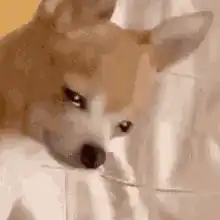 Shiba Inu dog looking tired