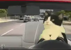 Cat driving a car