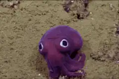 Purple octopus on sandy bottom