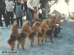 Dog riding a bike in a train