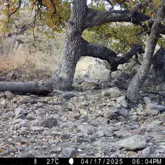Jaguar walking across rocky terrain