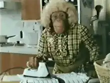 Chimpanzee ironing clothes