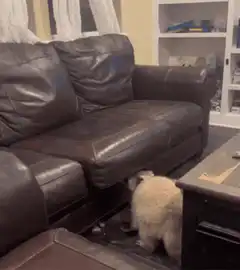 cat jumps under couch