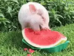 piglet eating watermelon
