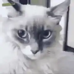 Cat eyes widen in shock