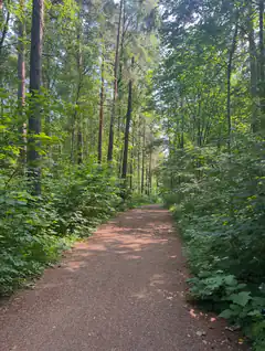 sunlit forest path