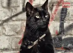 Black cat holding a nail