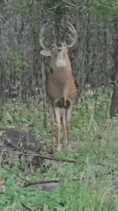 Deer standing in forest