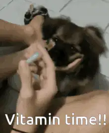 Dog gets vitamin pill