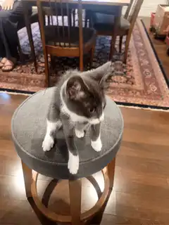 kitten on stool looking around