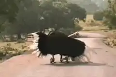 Ostrich running on road