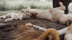 Man cuddling with a lion