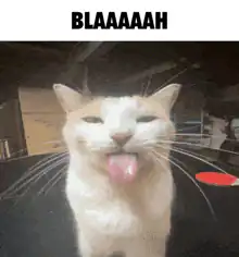 Cat making BLAAAAAAH face