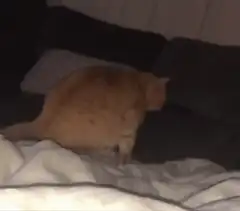Orange cat with glowing green eyes