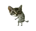 Dancing tabby cat