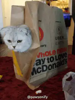 Cat in Uber Eats bag