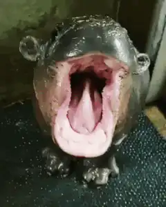 Yawning hippo figurine