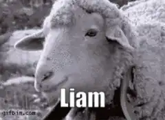 Sheep named Liam