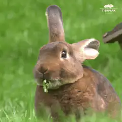 Brown rabbit eating grass