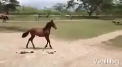 Brown horse walking on dirt path