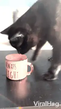 Cat drinks from Always Right mug