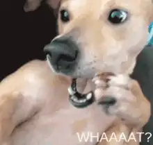 Dog with long nails WHAAAAT