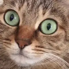 Cat with wide green eyes