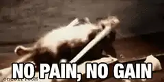 cat lifting barbell no pain no gain