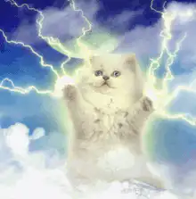 kitten with lightning powers