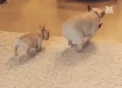 French bulldog puppy follows adult
