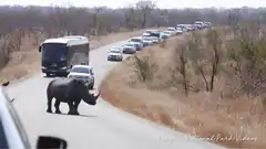 Rhino blocks safari traffic