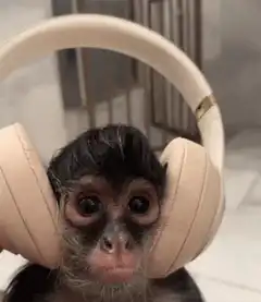 Monkey wearing headphones