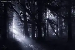 misty forest with sunbeams
