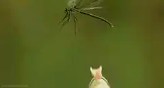 Frog catches dragonfly